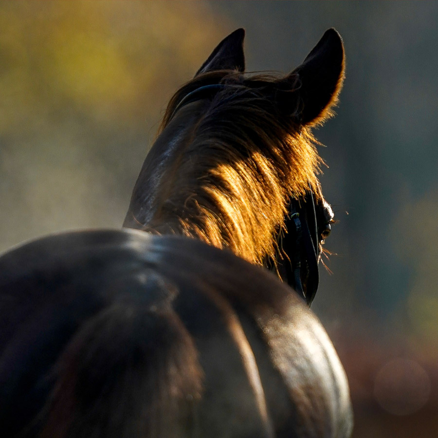 Arrières de Cheval, Chemins de Fer et Technologie Spatiale : Une Connexion Inattendue