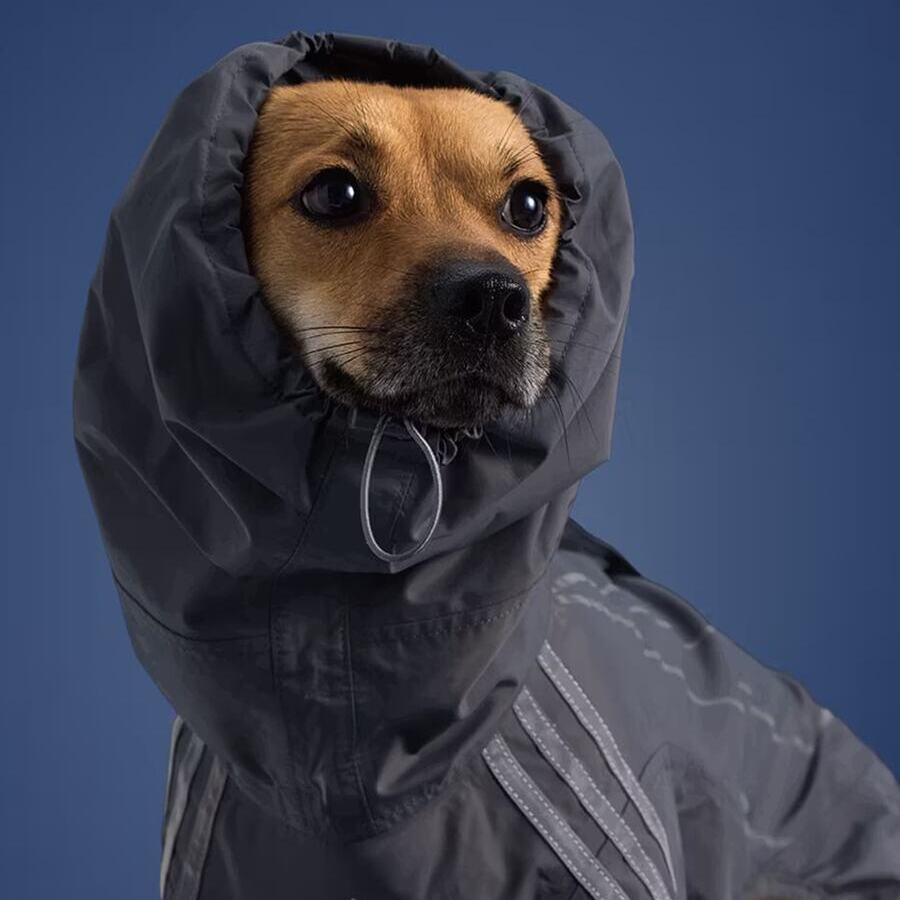 adidas für pelzige Fashionistas: die neue Herbstkollektion